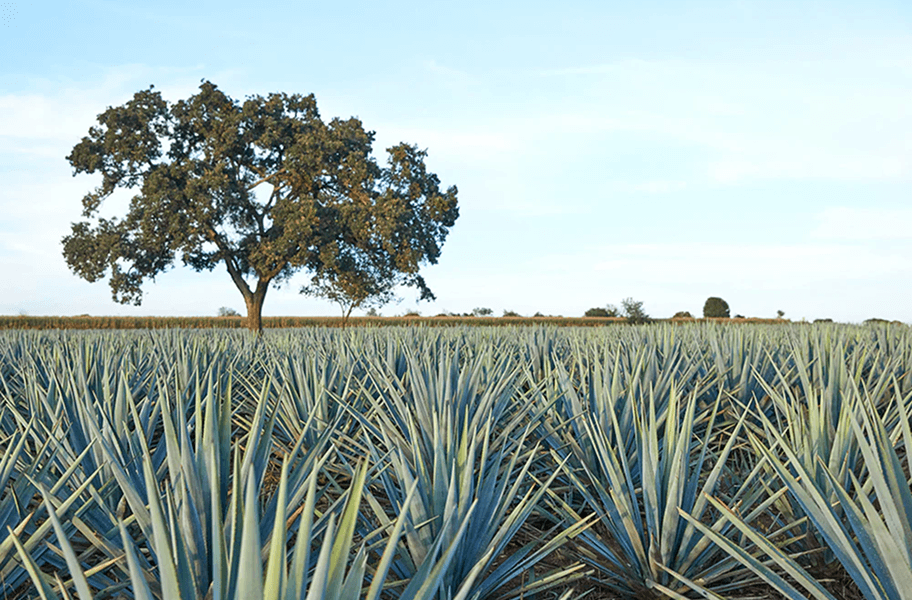 Spirit Of  The Earth