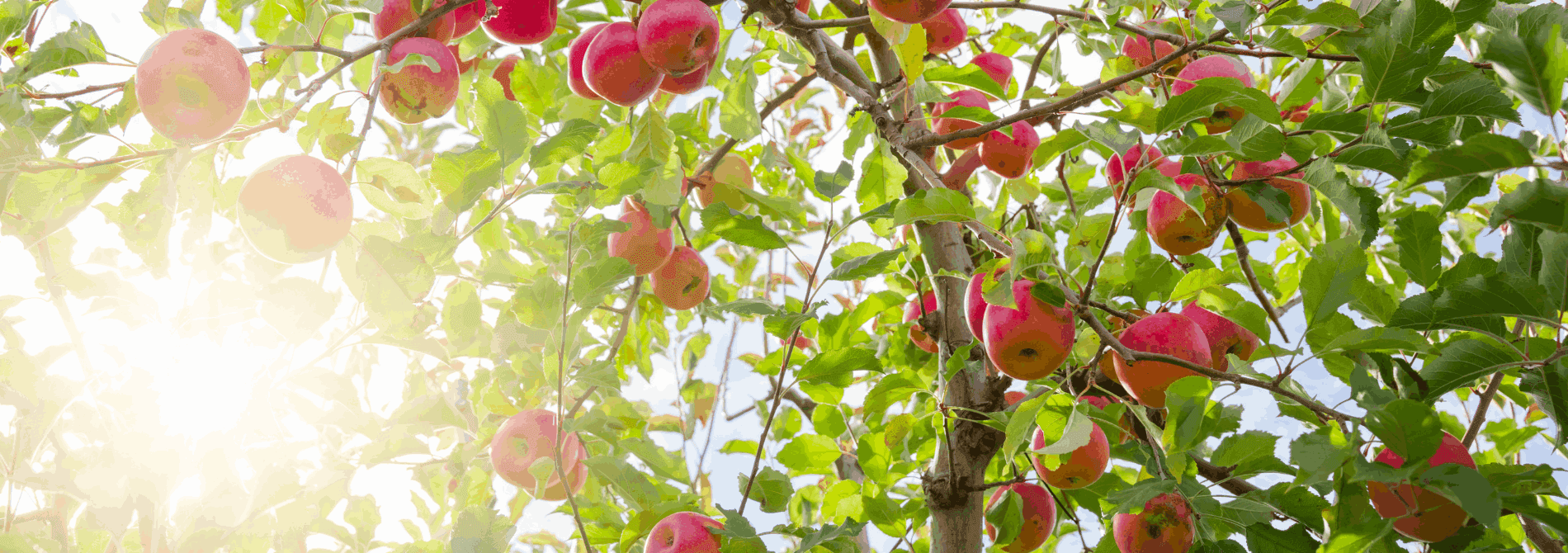 Make the Most of National Apple Month with These 4 Apple Cocktails !